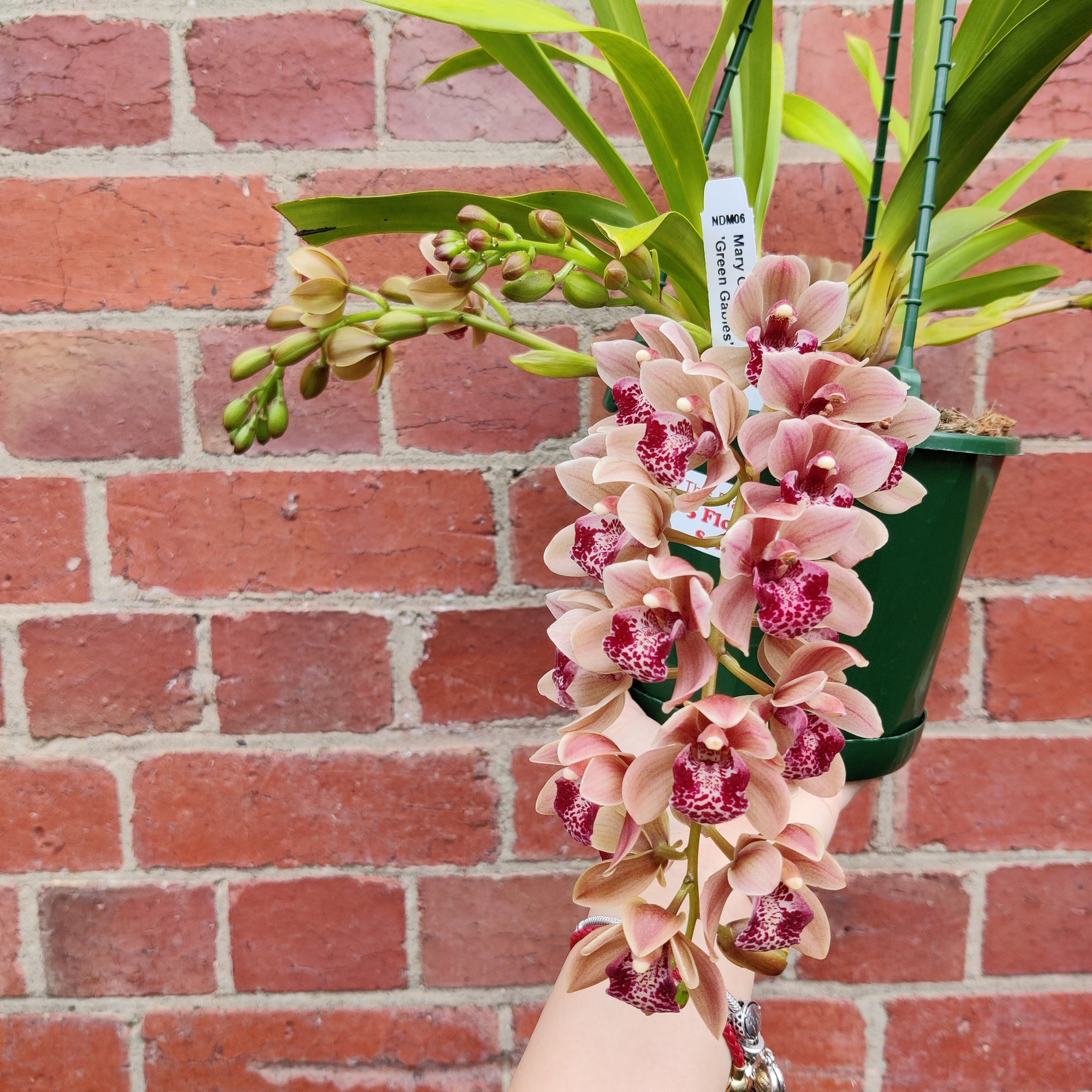 Orchid - Cascading Cymbidium Maroon Pink - 5 flower spikes - 17cm Hanging Basket