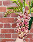 Orchid - Cascading Cymbidium Maroon Pink - 5 flower spikes - 17cm Hanging Basket