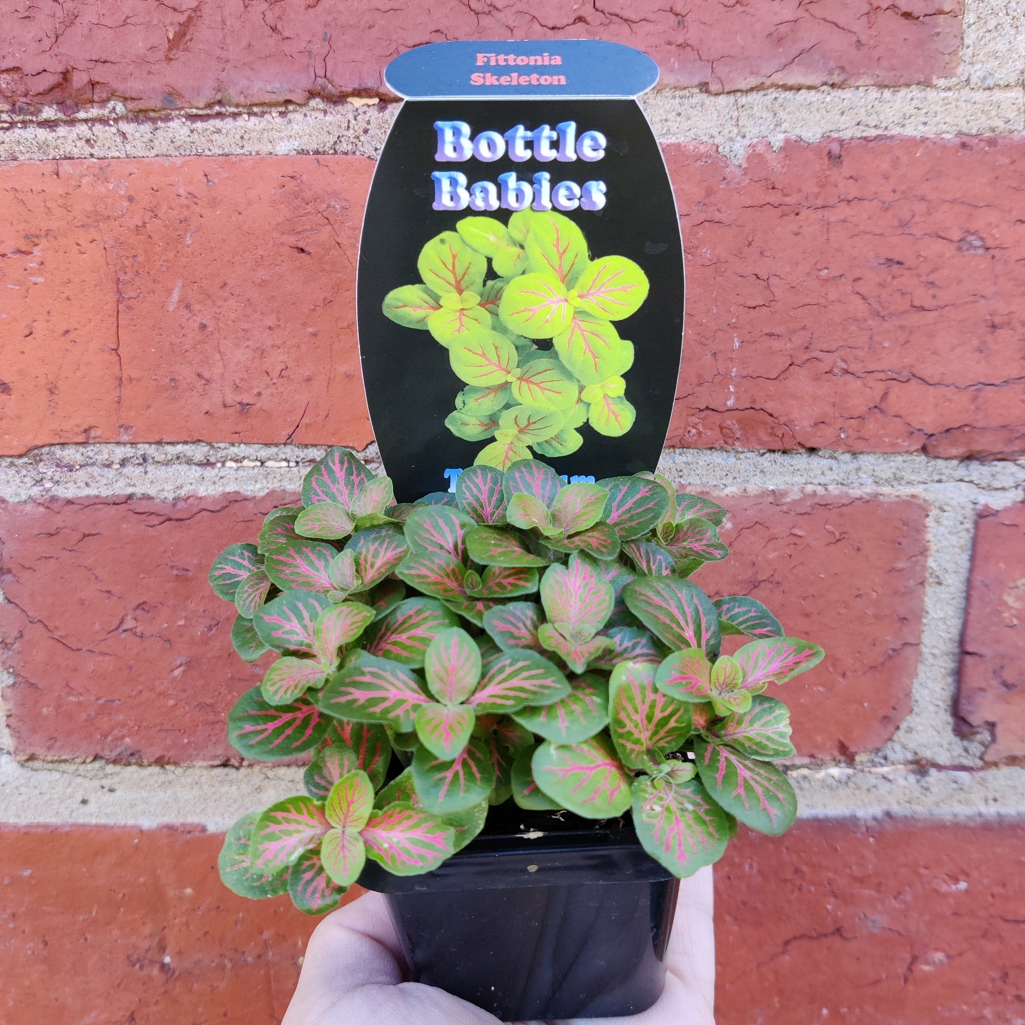 Baby Plant - Fittonia skeleton