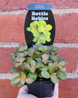 Baby Plant - Fittonia skeleton