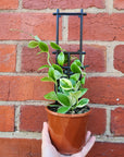 Hoya - heuschkeliana albomarginata (no.213) - 10cm pot