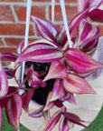 Tradescantia Zebrina Spiderwort - 13cm pot