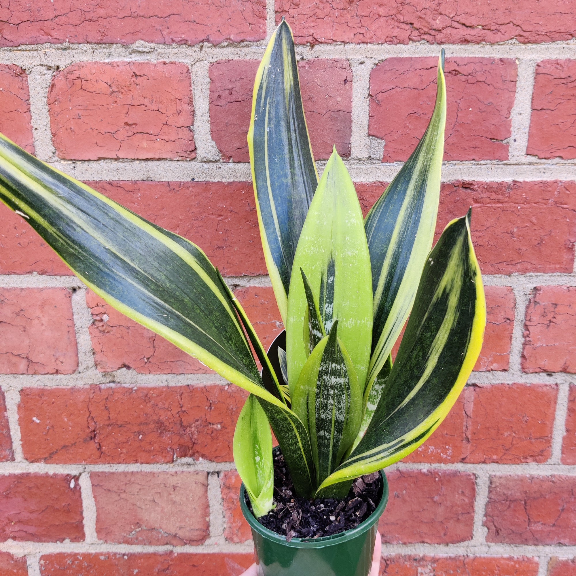 Sansevieria Golden Flame - 10cm Pot