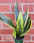 Sansevieria Golden Flame - 10cm Pot