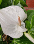 Anthurium in glass fish bowl - White heart - 18cmD vase