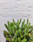 Crassula Muscosa- 7cm pot