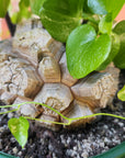 RARE - Elephant's foot - Dioscorea Elephantipes - 15cm pot