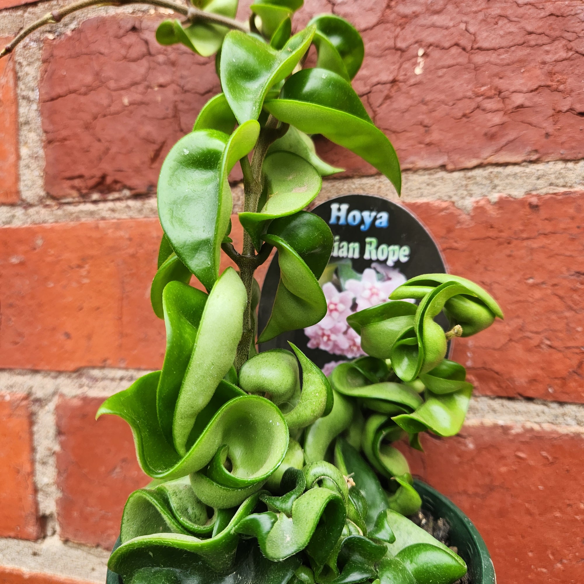 Hoya Indian Rope - 10cm Pot
