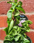 Hoya Indian Rope - 10cm Pot