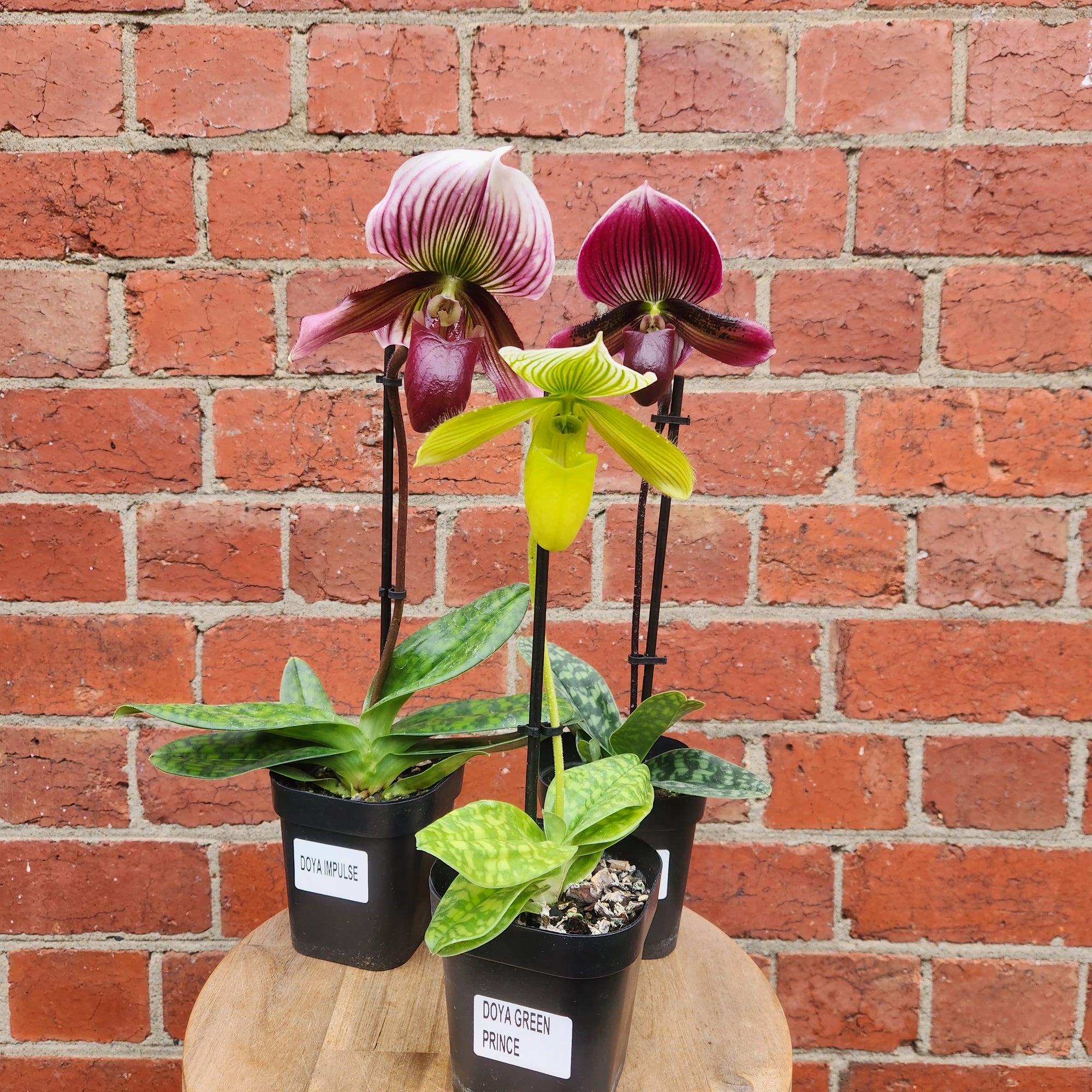 Slipper orchid - 10cm pot
