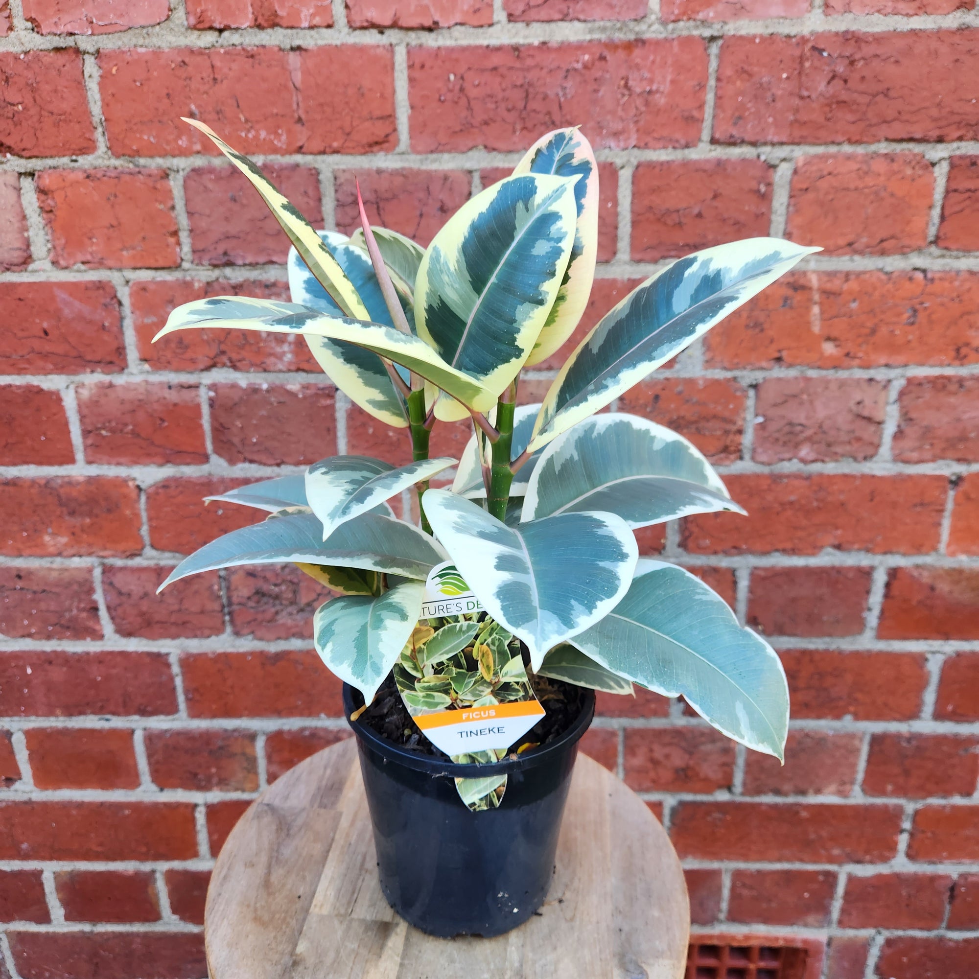 Ficus Decora Tineke - 14cm Pot