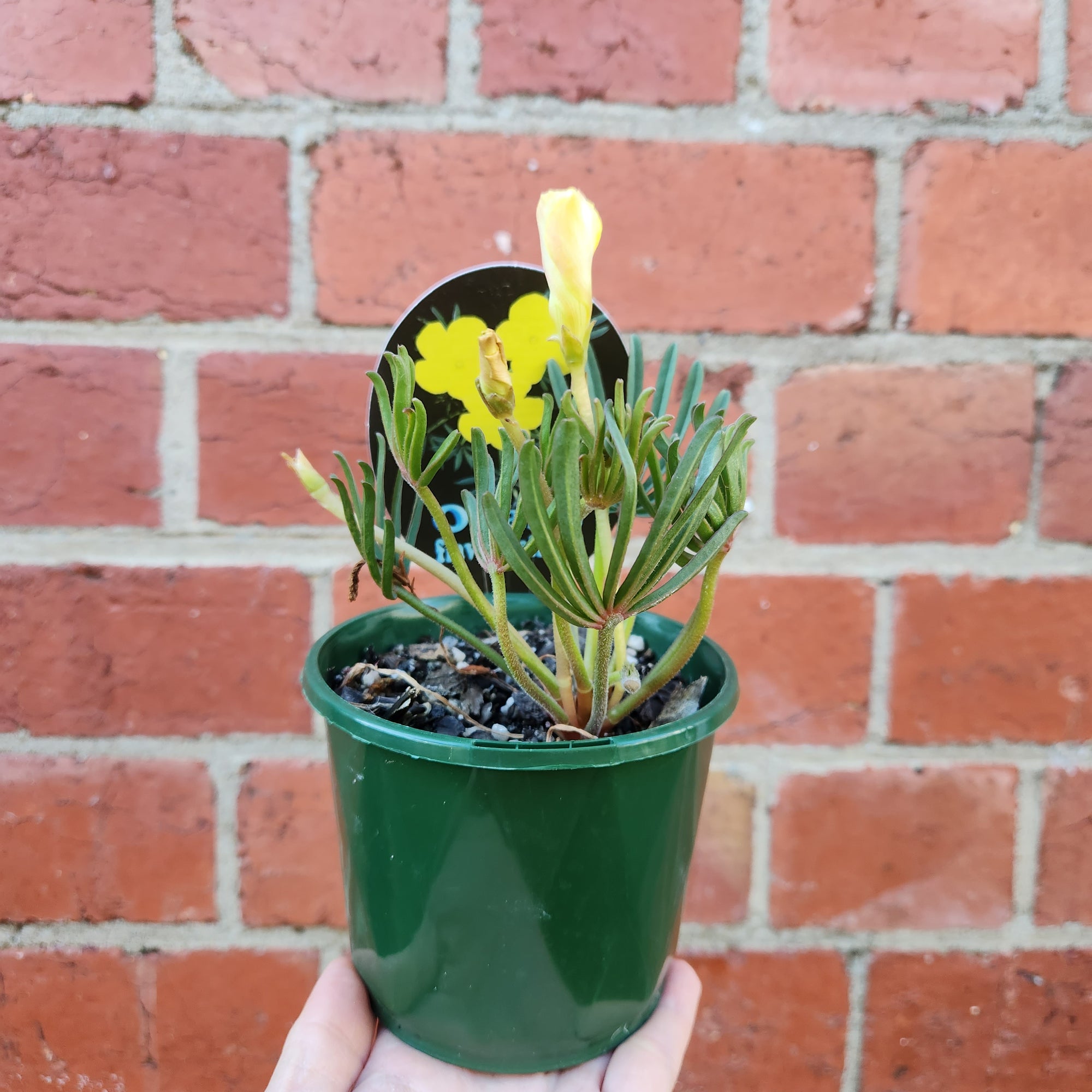 Oxalis Flava Yellow - 10cm pot