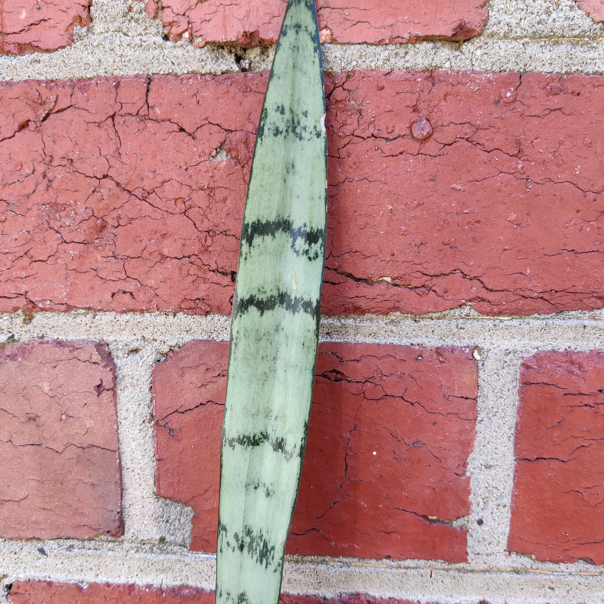 Sansevieria silver princess - 7cm pot