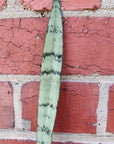 Sansevieria silver princess - 7cm pot