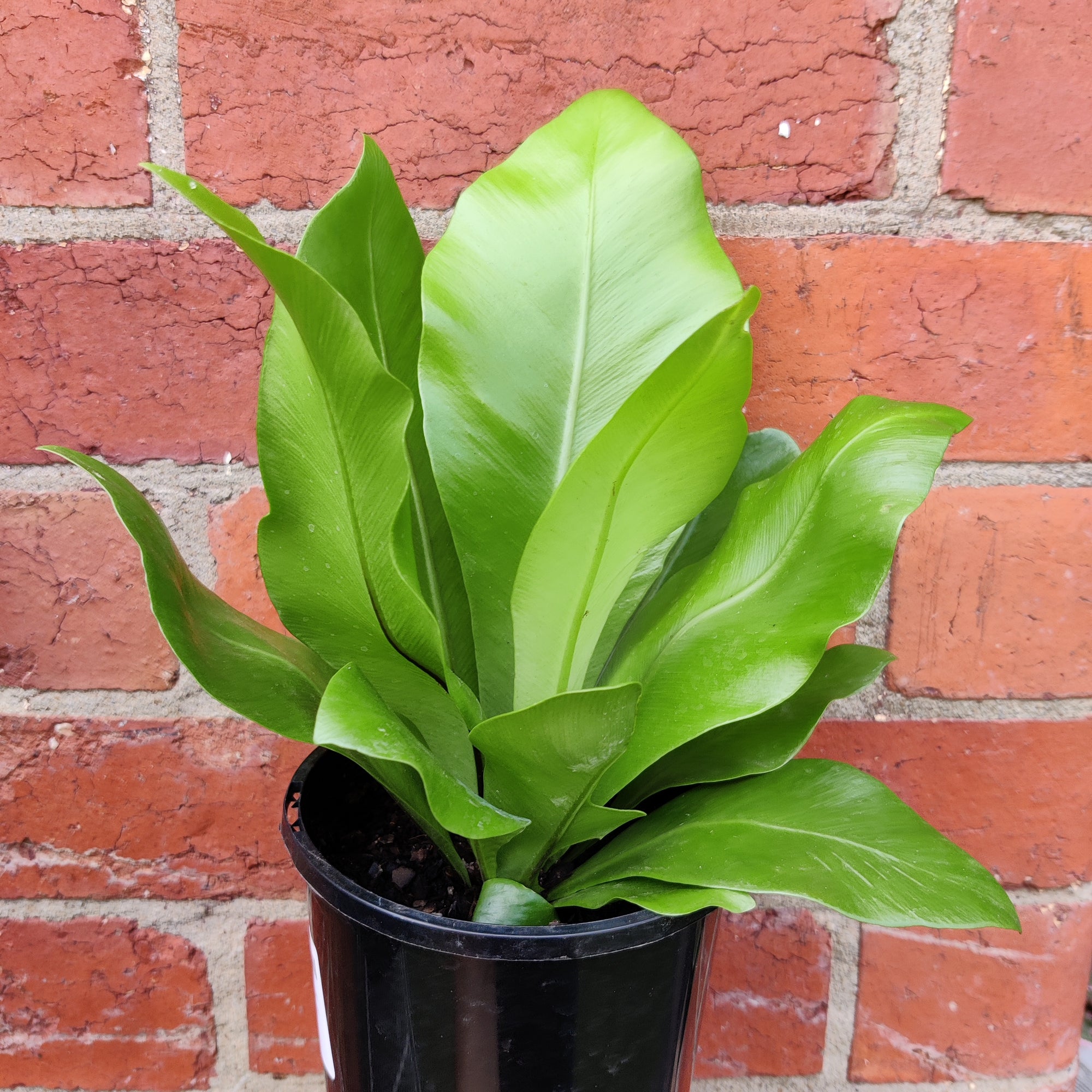 Bird nest fern (Asplenium Australisicum) - 14cm Pot