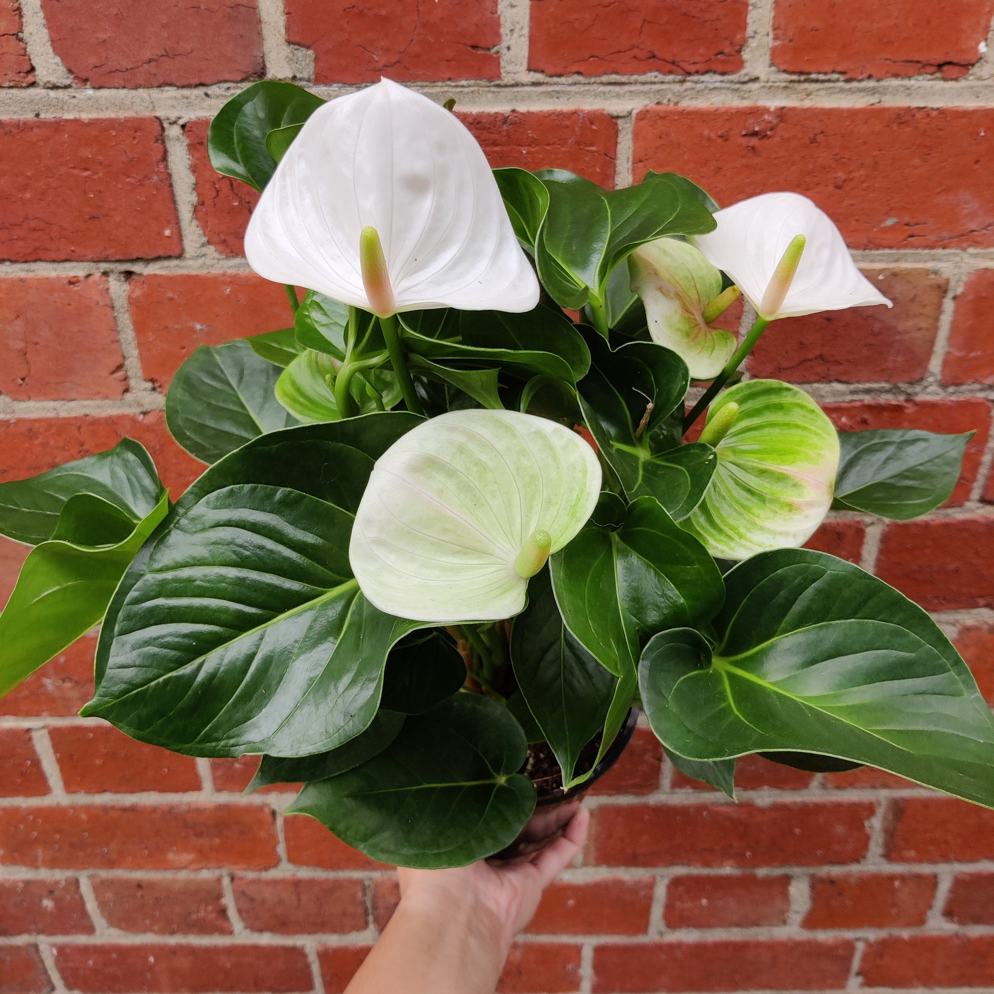 Anthurium - White heart 15cm pot