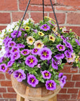 Calibrachoa Mix Wild Silk - 25cmHB