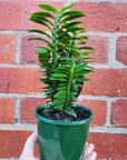 Pedilanthus tithymaloides Nana - 10cm pot