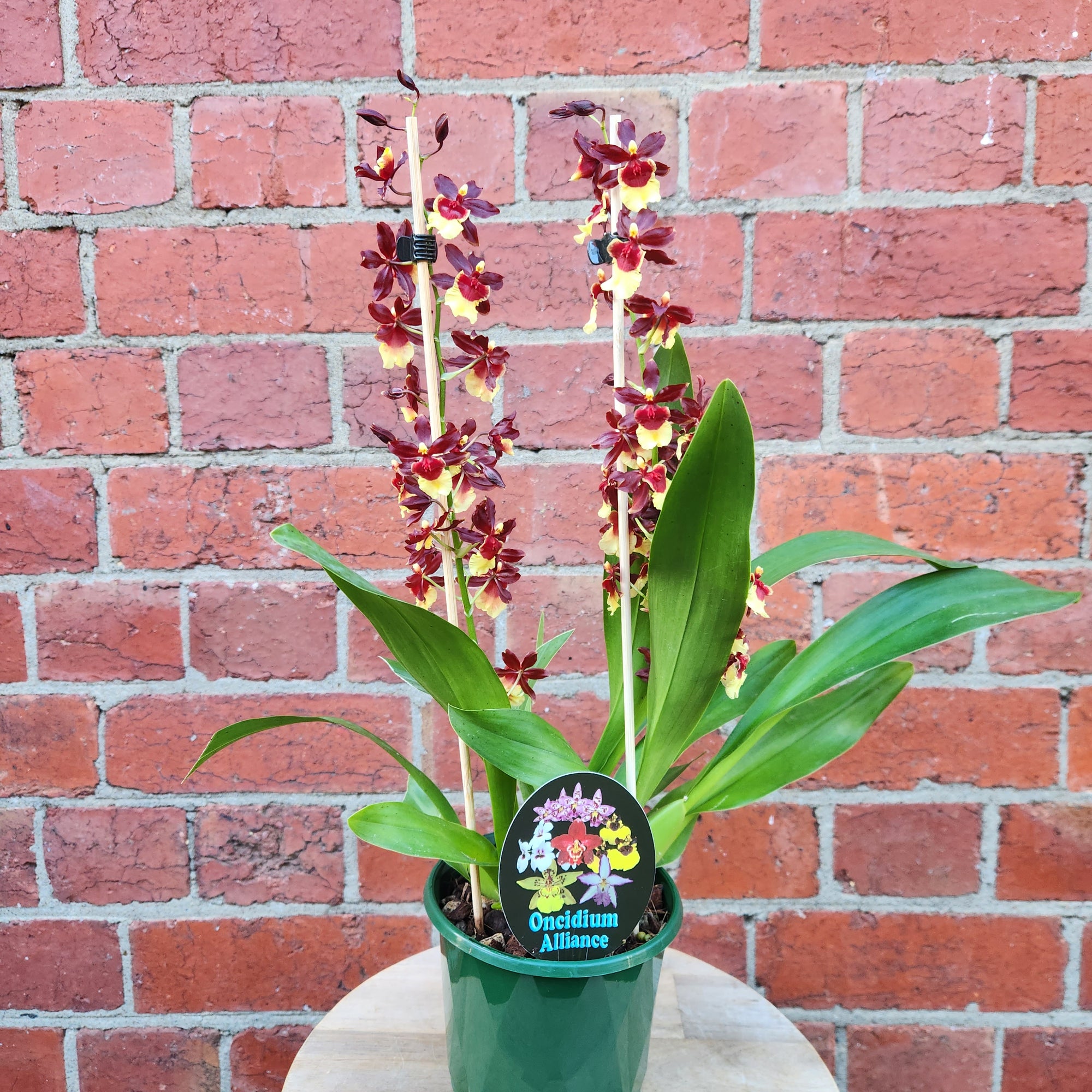 Oncidium Alliance Orchid - Volcano Queen  'Hula Halau' -  13cm pot (2 spikes)