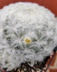 Mammillaria Plumosa- 7cm pot