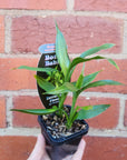 Baby Plant - Dracaena Sanderiana