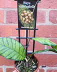 Hoya - Callistophylla (no. 109) - 10cm pot