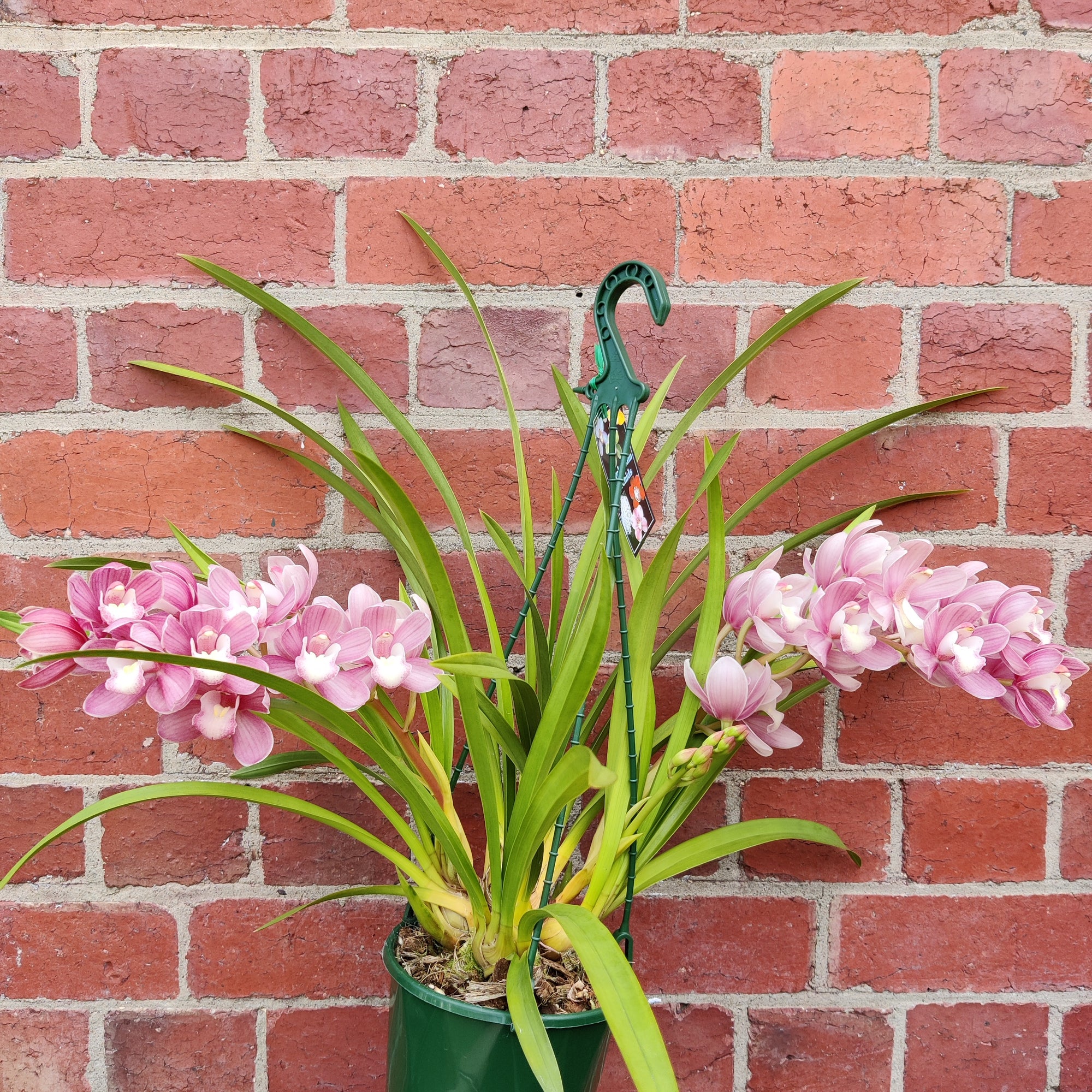 Orchid - Cascading Cymbidium Pink - 5 flower spikes - 17cm Hanging Basket