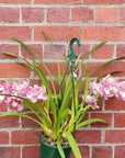Orchid - Cascading Cymbidium Pink - 5 flower spikes - 17cm Hanging Basket