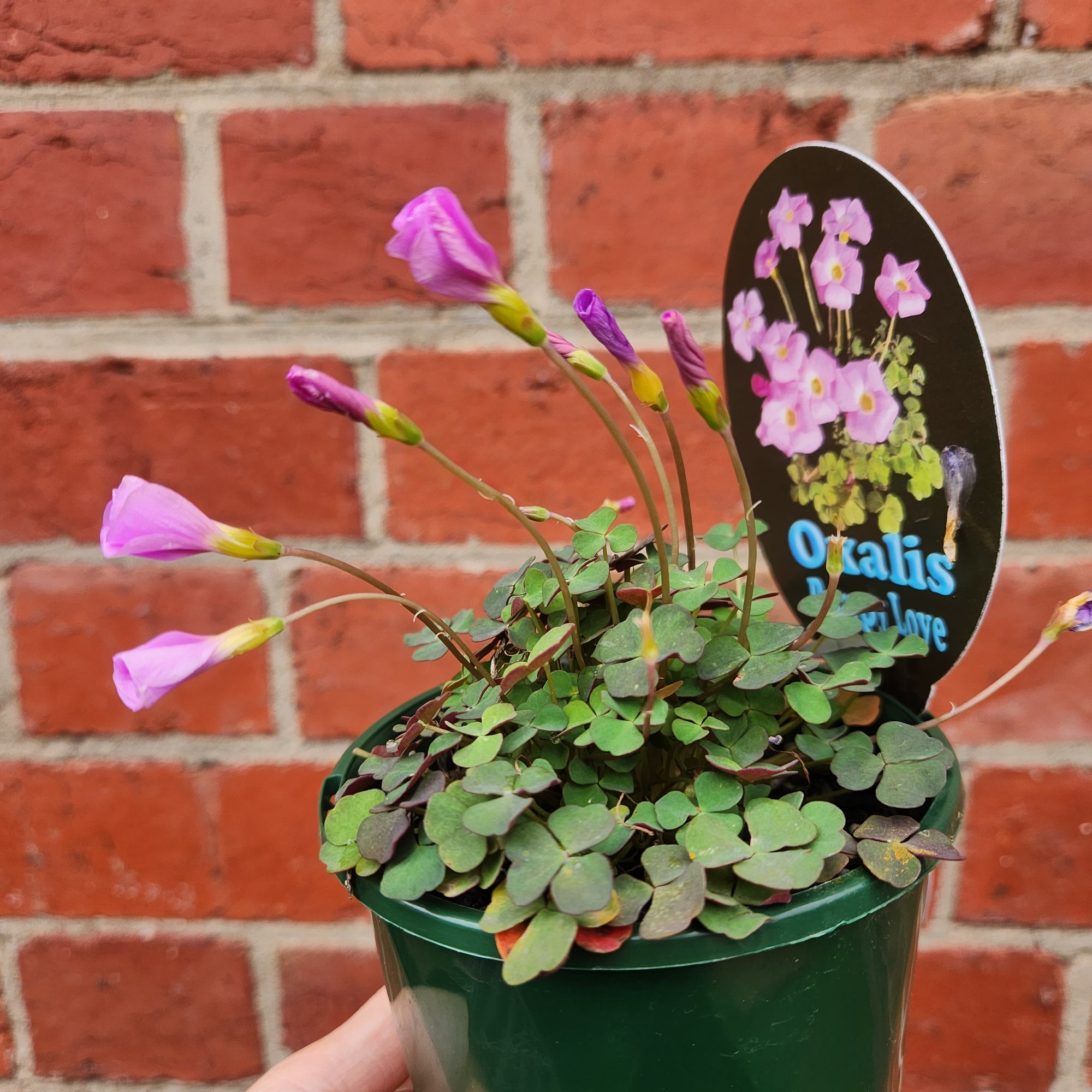 Oxalis Puppy Lova - 10cm pot