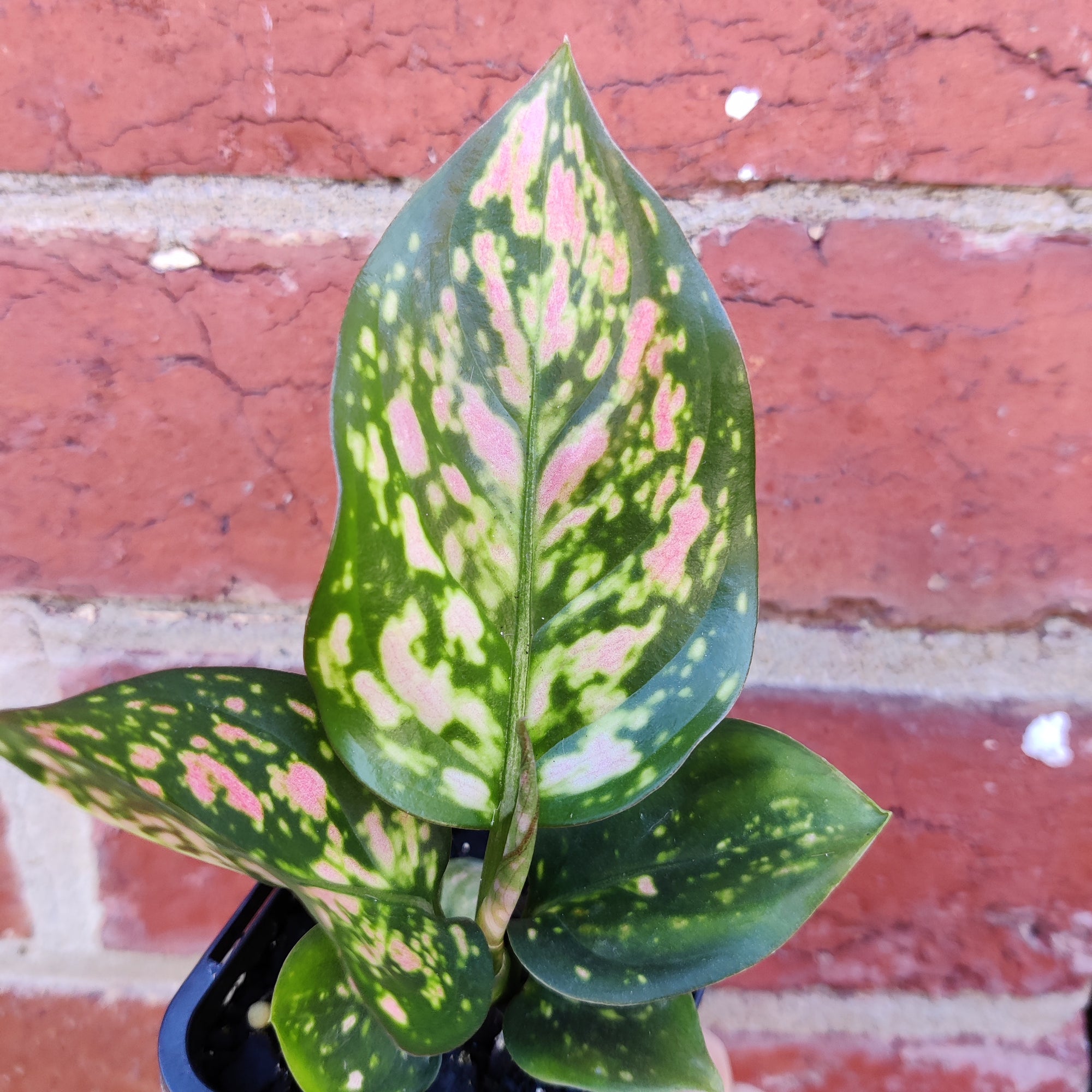Baby Plant - Aglaonema Lady Valentine - 7cm pot