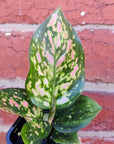 Baby Plant - Aglaonema Lady Valentine - 7cm pot
