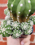 Echinopsis subdenudata var compacta - 7cm pot