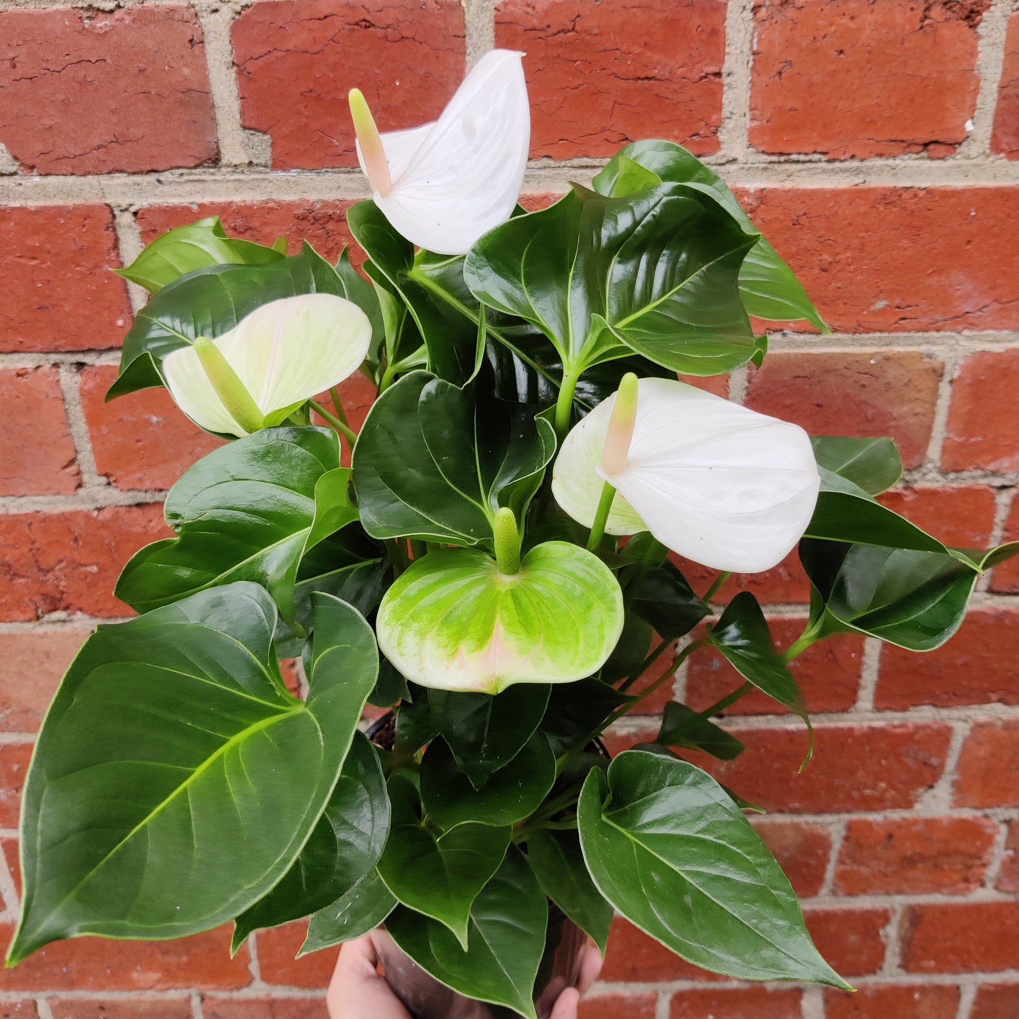 Anthurium - White heart 15cm pot