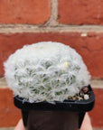 Mammillaria Plumosa- 7cm pot