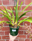 Orchid - Cascading Cymbidium Maroon Pink - 3 flower spikes - 15cm Hanging Basket