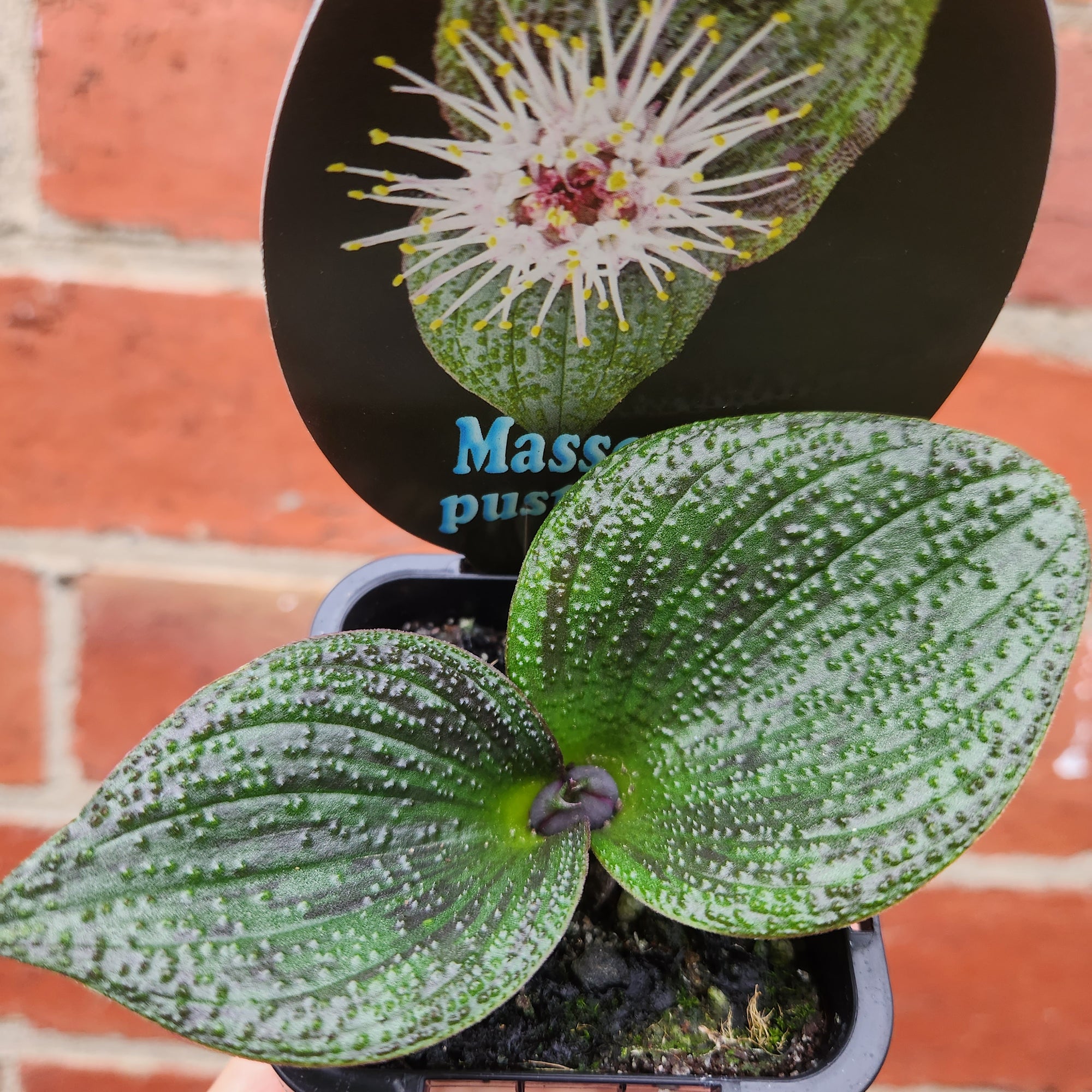 Massonia - 10cm pot