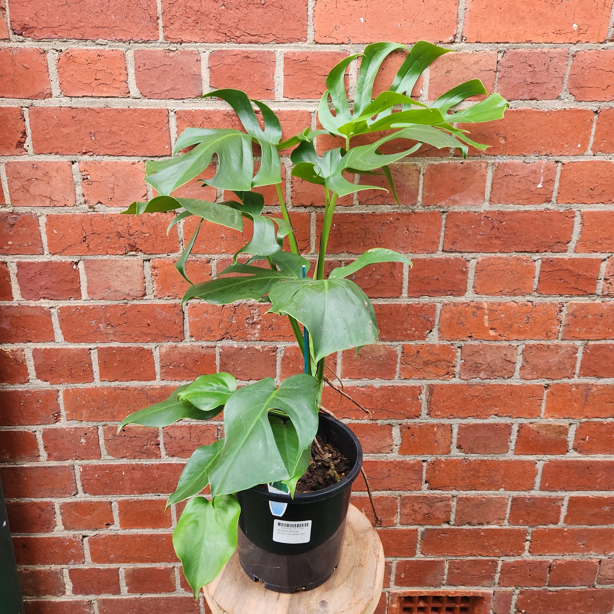 Monstera Deliciosa (Single-plant pot) - 20cm Pot