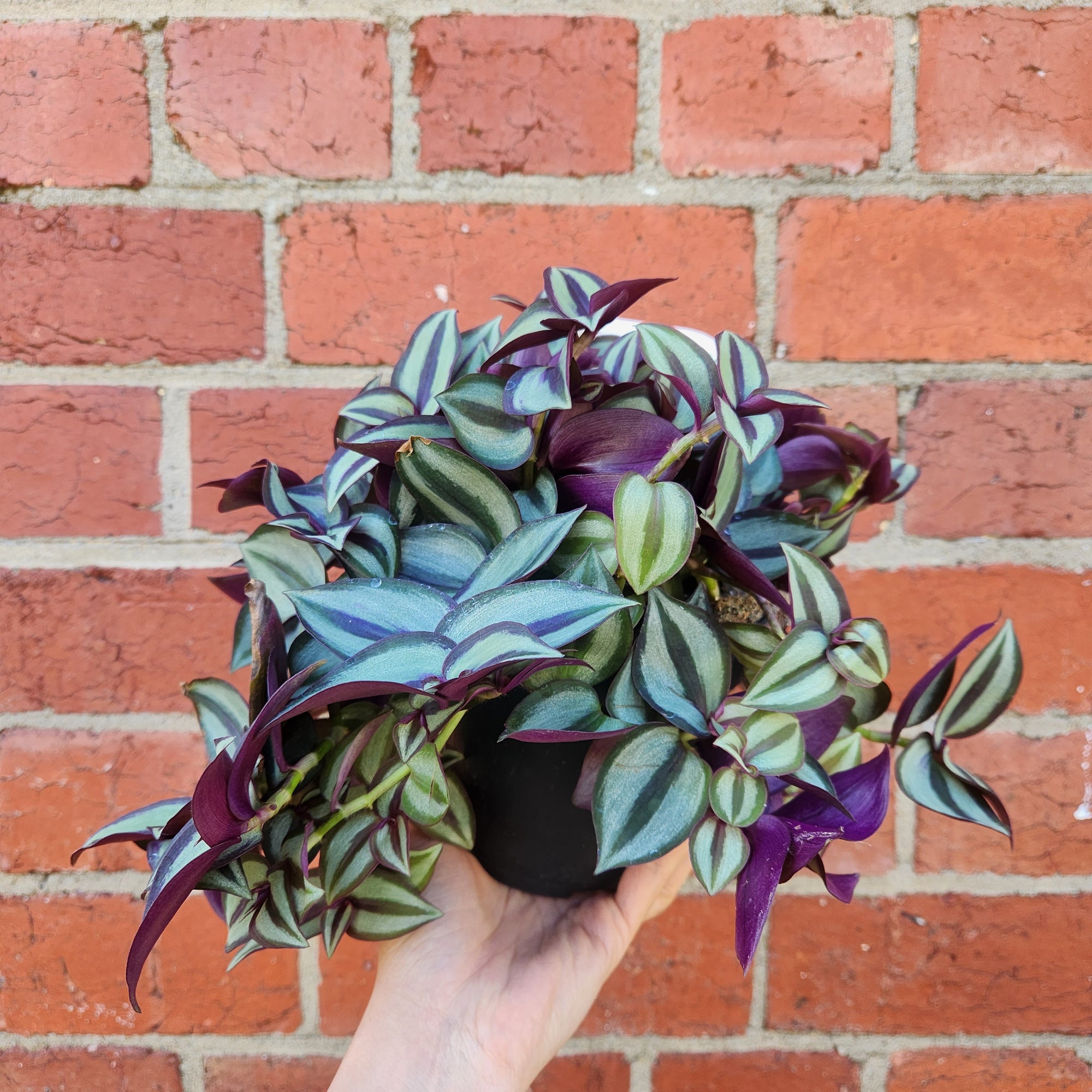 Tradescantia Zebrina Spiderwort Purple - 13cm pot