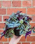 Tradescantia Zebrina Spiderwort Purple - 13cm pot
