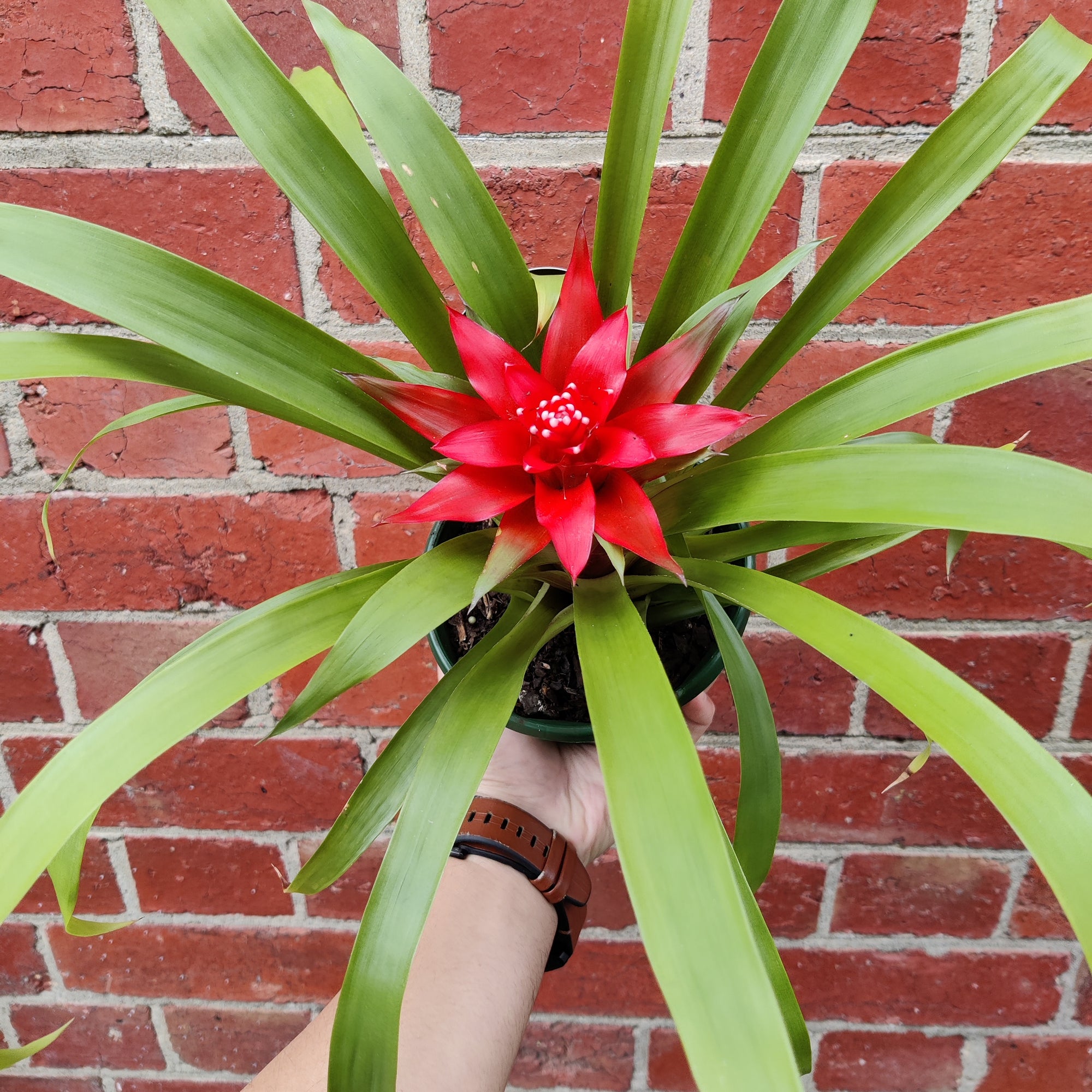 Bromeliad - 14cm Pot