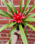 Bromeliad - 14cm Pot