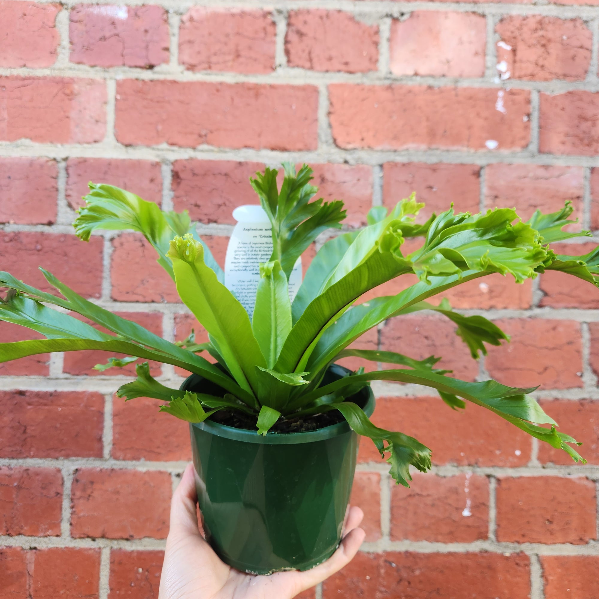 Birds Nest Fern (Asplenium Antiquum Crissie) - 13cm Pot