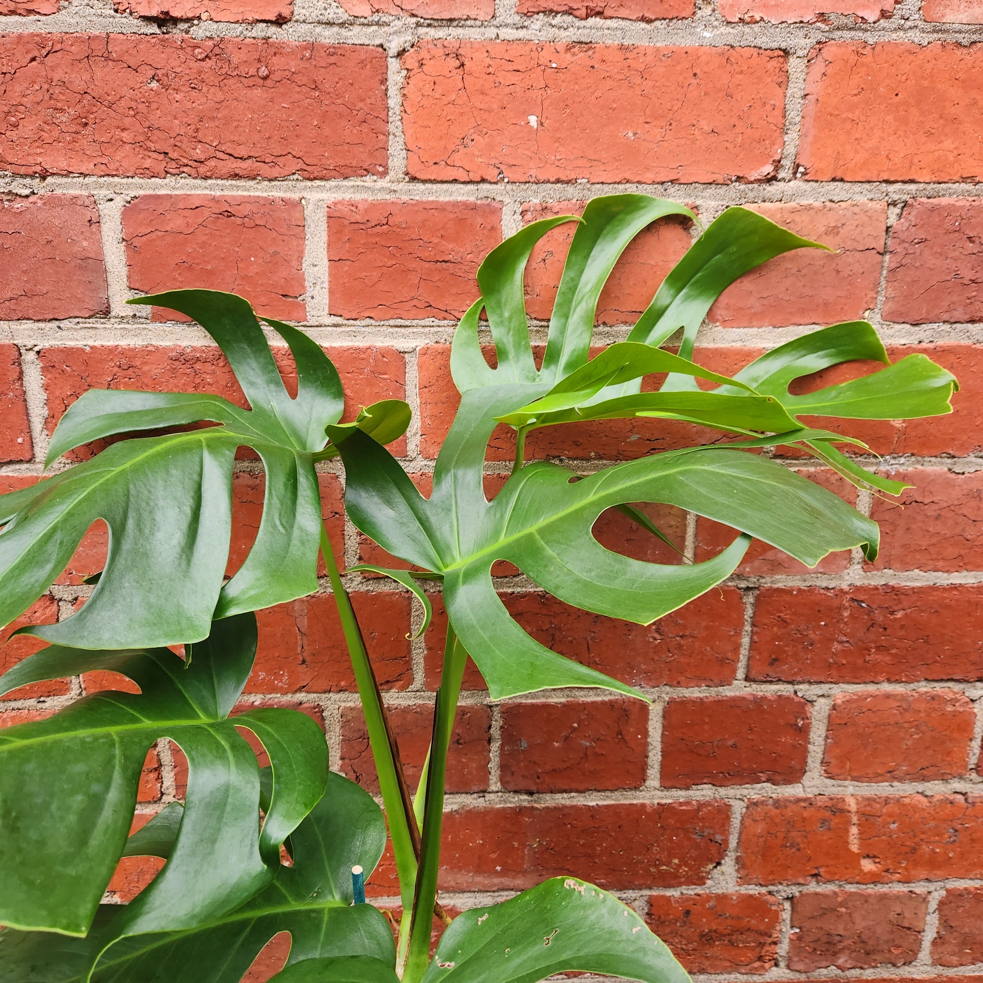 Monstera Deliciosa (Single-plant pot) - 20cm Pot