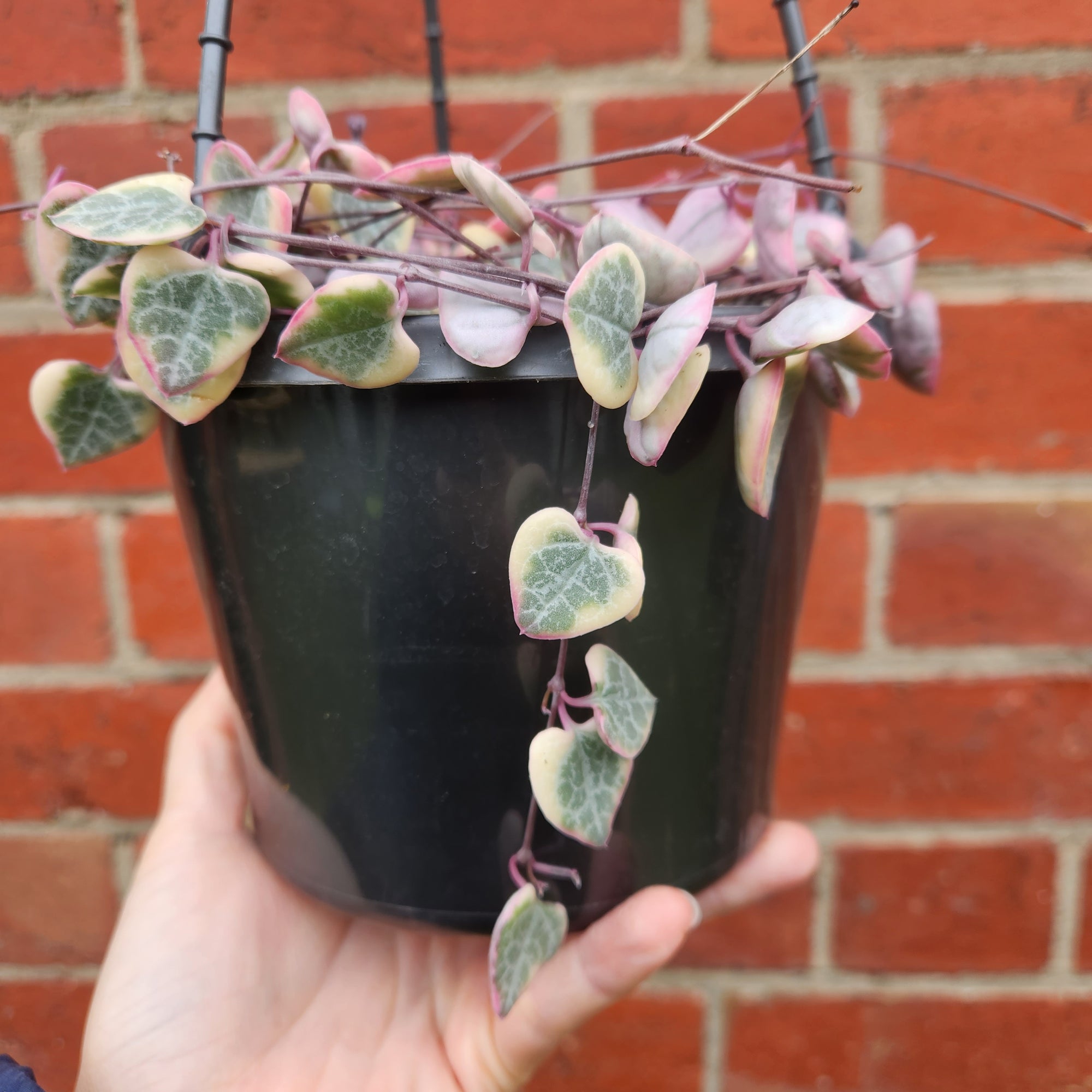 Variegated Chain of Hearts (Ceropegia Woodii) - 15cm HB