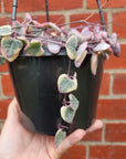 Variegated Chain of Hearts (Ceropegia Woodii) - 15cm HB