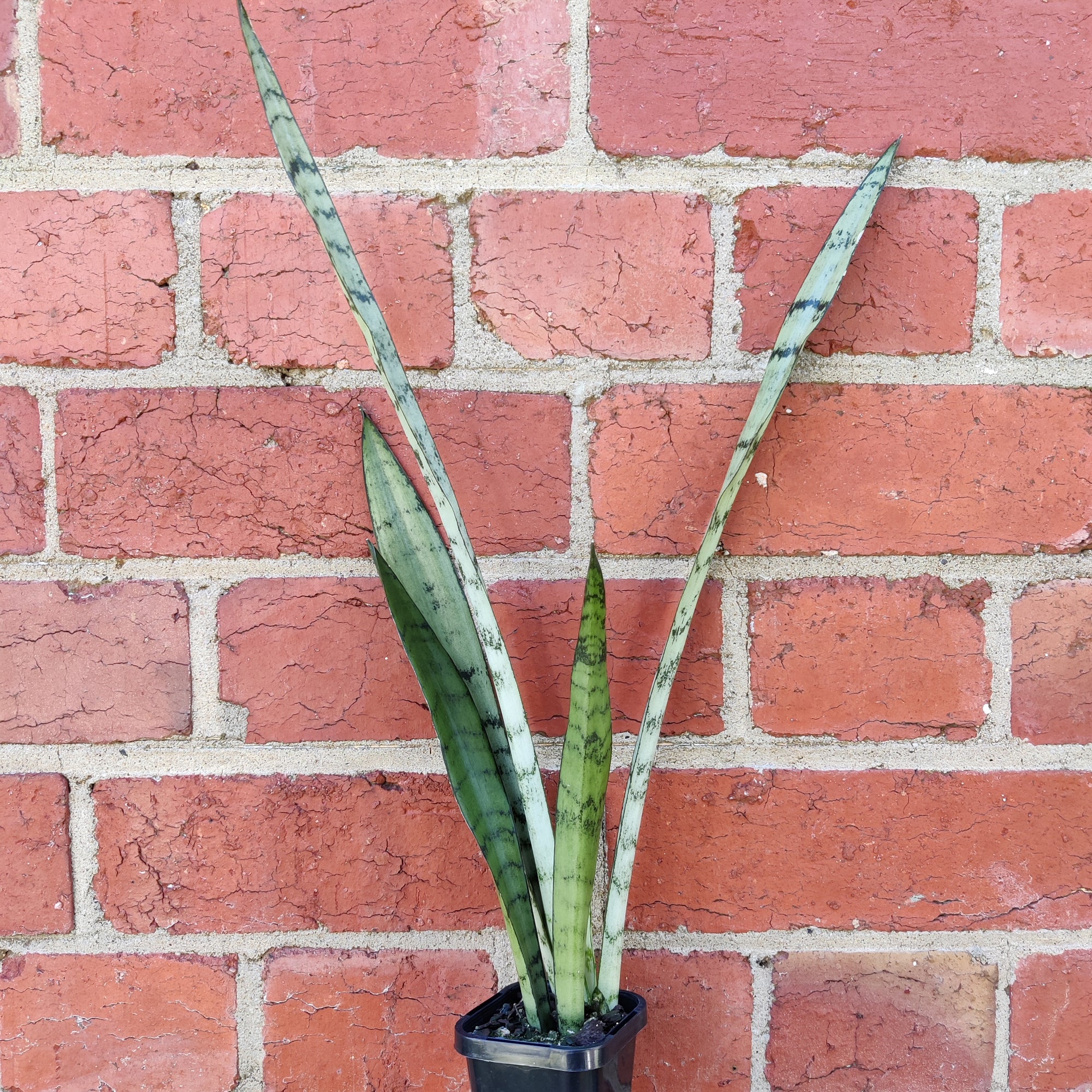 Sansevieria silver princess - 7cm pot