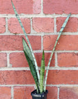 Sansevieria silver princess - 7cm pot
