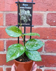 Hoya - Carnosa 'Freckles' (no. 229) - 10cm pot