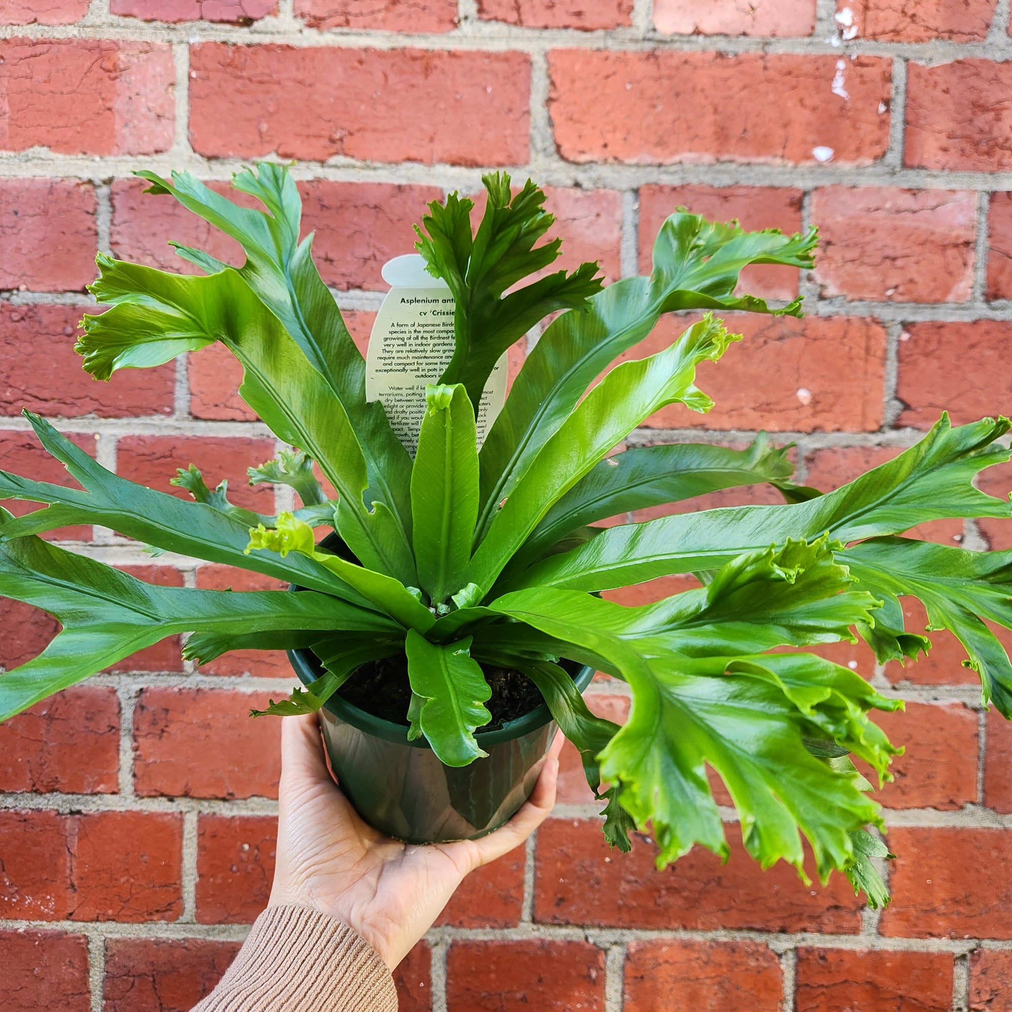 Birds Nest Fern (Asplenium Antiquum Crissie) - 13cm Pot