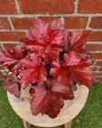 Heuchera Forever Red - 14cm Pot